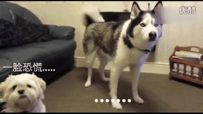 【动图】 二哈知道家里多只狗,整个狗都崩溃