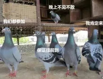 超魔性「放鸽子专用表情包」,专治聚会迟到朋友