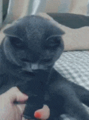 原来猫听到梳子的声音真的会呕吐,哈哈哈哈哈哈哈哈最后一幕是什么