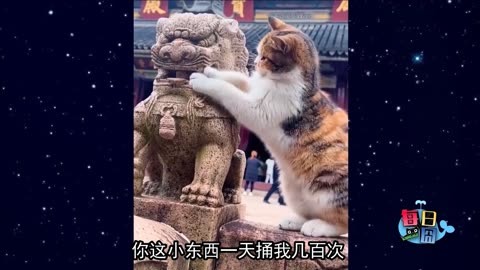 讨厌没有边界感的猫