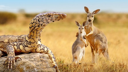 澳洲“顶级”掠食者 恐怖巨蜥猎杀袋鼠