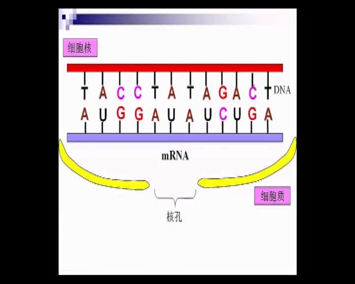 高中生物 蛋白質合成_clip