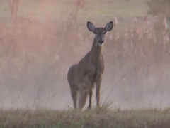 動物們的秘密生活第4集 白尾鹿的秘密