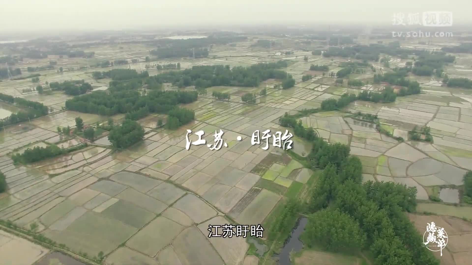 龙虾进入中国才几十年，为什么火爆全国，盱眙大叔给出了答案！