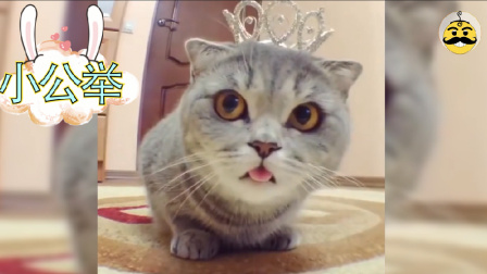 这只猫咪才是真正的小公主好吗 66