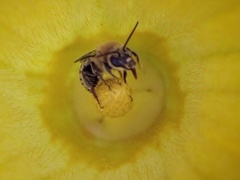 动物们的秘密生活第1集 蜜蜂的秘密