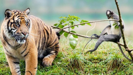 婆罗洲岛与苏门答腊岛：老虎潜伏捕杀猴子一招窒息