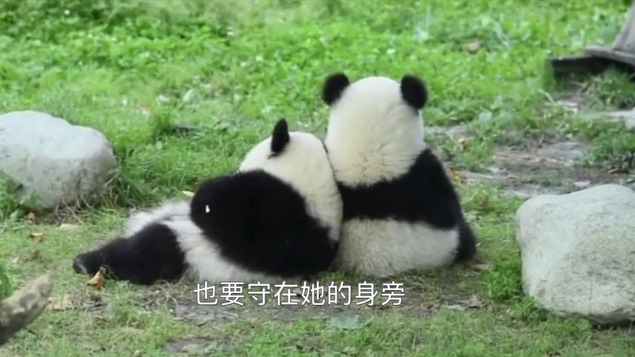 大熊猫陪你过七夕：愿情人眼里出国宝《我是1只小小的国宝》