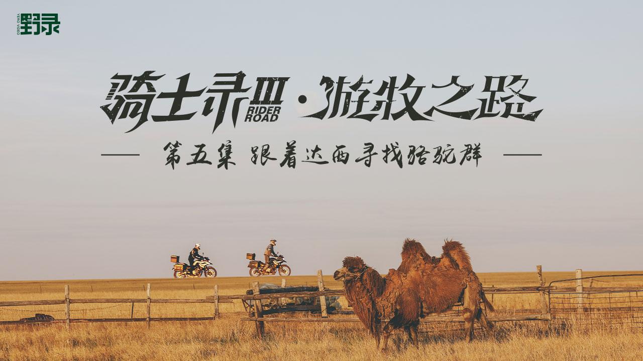 骑士录 | 蒙古大汉竟找不着自家骆驼？作为老司机还差点飞进沼泽地！