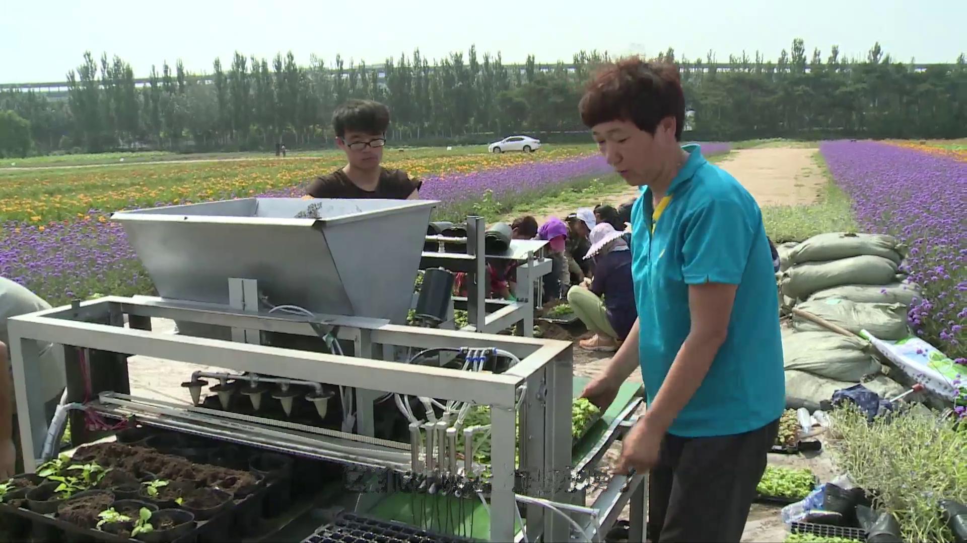 美女老师自制移栽黑科技，一次移栽五颗幼苗，效率超高月赚2万