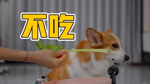 我就是看这种节目减肥的