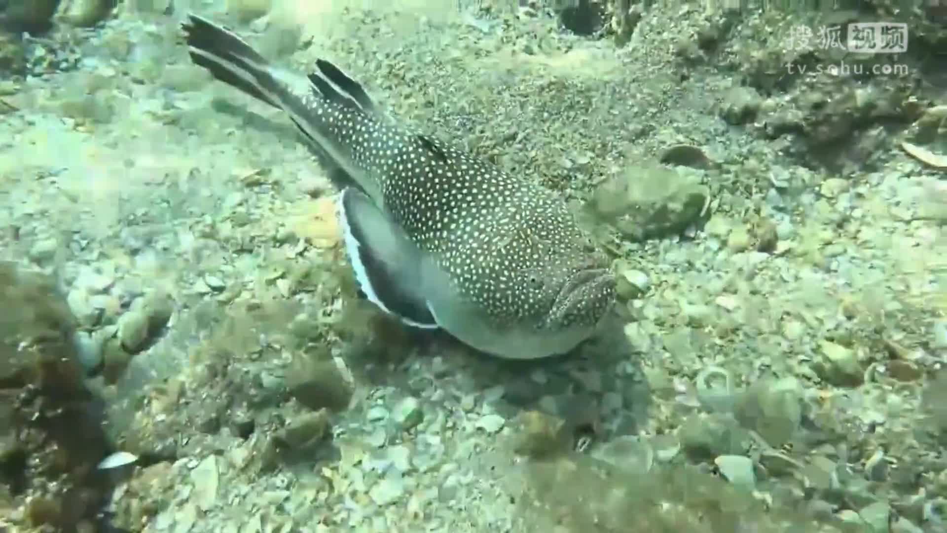 夫妻海边发现不明怪鱼，得知真相后没想到竟然是这种生物