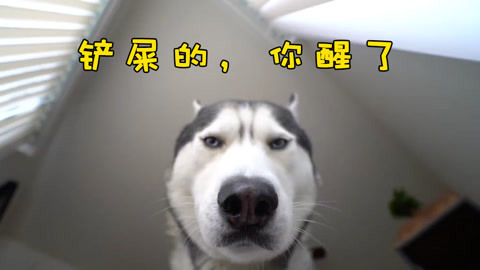 每天早上起床，我家的哈士奇都是这样的表情盯着我