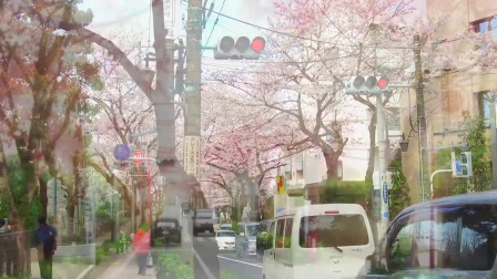 日本樱花季圣地巡礼《四月是你的谎言》10