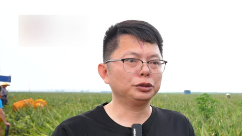 罗布泊硫酸钾添彩菠萝海