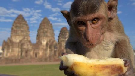 一座靠猴子赚钱的城市：3000猴子和人一起逛街 比人都幸福