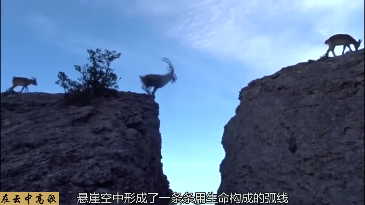 实拍6只羚羊飞跃万丈悬崖, 最后一只才是高手, 镜头拍下全过程!
