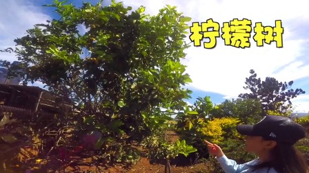 穿梭世界上最古老的单翠雨林 看一部地球生态进化史