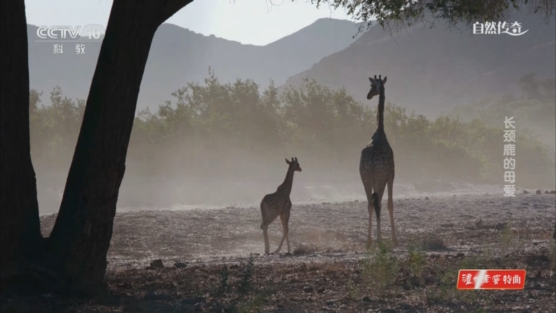 《自然传奇》 20230605 长颈鹿的母爱