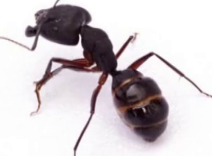 蚂蚁似乎永远不会“堵车”