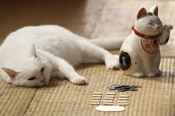 猫传腹有可能治愈吗?