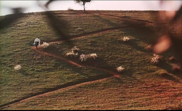《橄榄树下的情人》全集-高清电影完整版