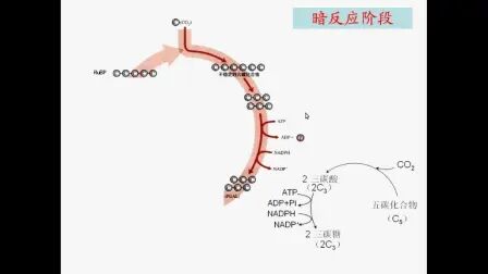 [图]【生物微课】光合作用的过程