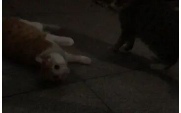 [图]学校的猫