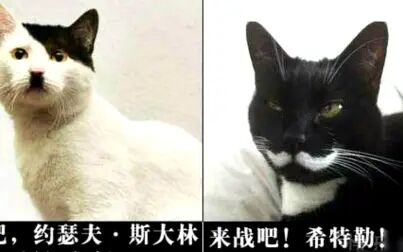 [图]希特勒VS斯大林