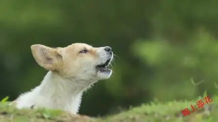 [图]中国十大古典古筝名曲《锦上添花》请欣赏