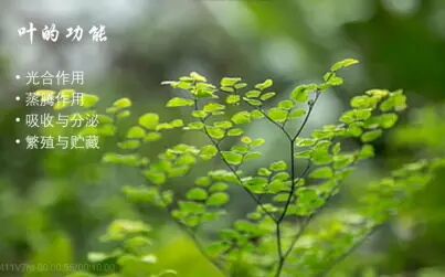 [图]植物学之——植物的叶