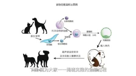 [图]生物克隆技术