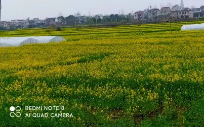 [图]刷湖八-踏春寻花