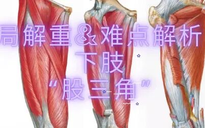 [图]【局部解剖学】下肢之“股三角”解析