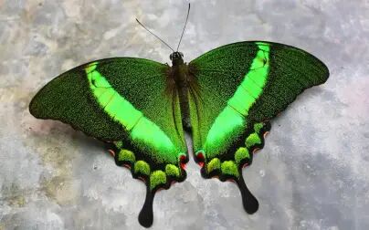 [图]地球上最美的 10 种蝴蝶 10 Most Beautiful Butterflies on Planet Earth