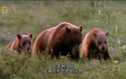 [图]记录片《北美致命动物 Deadly Animals North America》 中文字幕