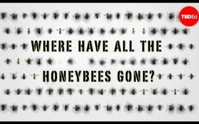 [图]【Ted-ED】蜜蜂消失的秘密 The Case Of The Vanishing Honeybees