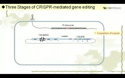 [图]CRISPR-Cas9 机制 原理