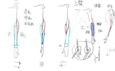 [图]【干货】人体难点-小臂肌肉与骨骼结构详解