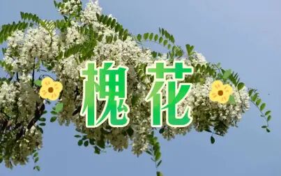 [图]【有声读物】季羡林——槐花