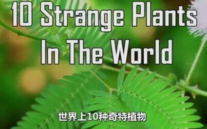 [图]【植物百科】地球上10种奇特植物