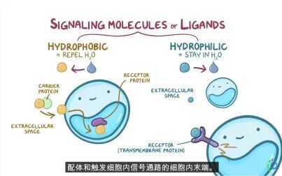 [图]【细胞生物学】细胞信号转导