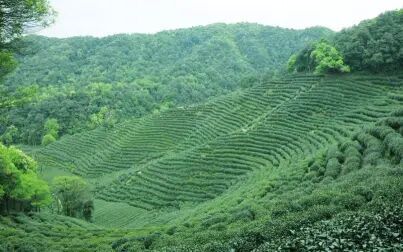 [图]龙井问茶闲话狮峰【一】