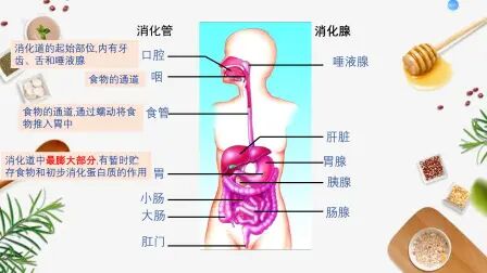 [图]食物的消化和营养物质的吸收第一课时