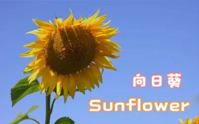 [图]【生活中的英语】一起认识 sunflower 向日葵 #植物花卉