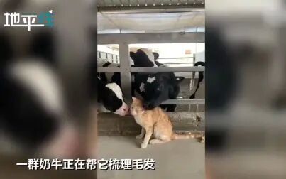 [图]小猫误入养牛场 奶牛们集体撸猫