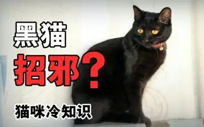 [图]养黑猫好不好?黑猫真的会招邪吗?真相是。。。