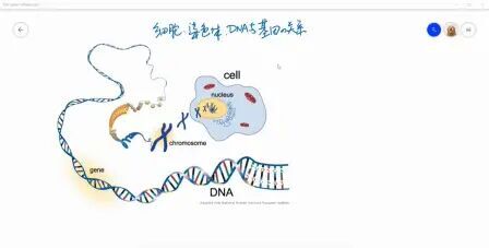 [图]细胞、染色体、DNA和基因的关系