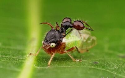 [图]【角蝉】模仿蚂蚁且身体透明的角蝉——Ant-mimicking treehopper