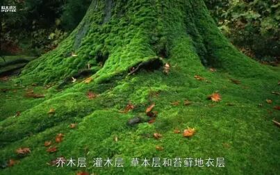 [图]地理视频·落叶阔叶林植被